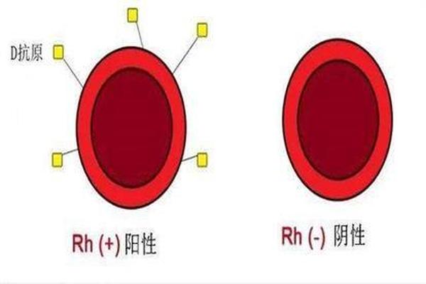 rh血型鉴定a、Rh阳性好还是Rh阴性好