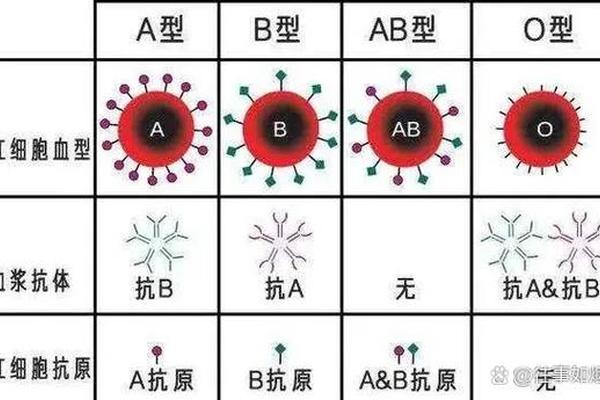 a亚是什么血型(a亚b型血是稀有血型吗)