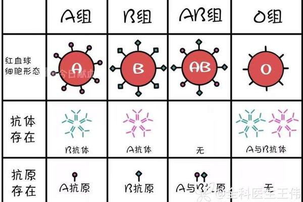 抗a血型抗体高—abo血型抗体及效价