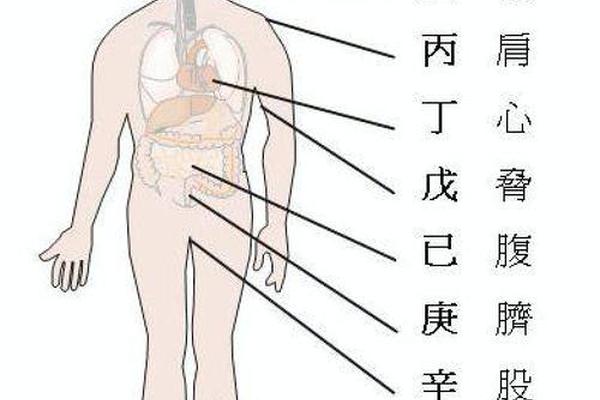 五行和天干地支图片对照—天干地支对应人体部位
