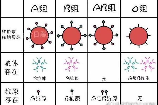 a血型适用什么血型的人_a型血的人和什么血型相配 a血型适用什么血型的人_a型血的人和什么血型相配