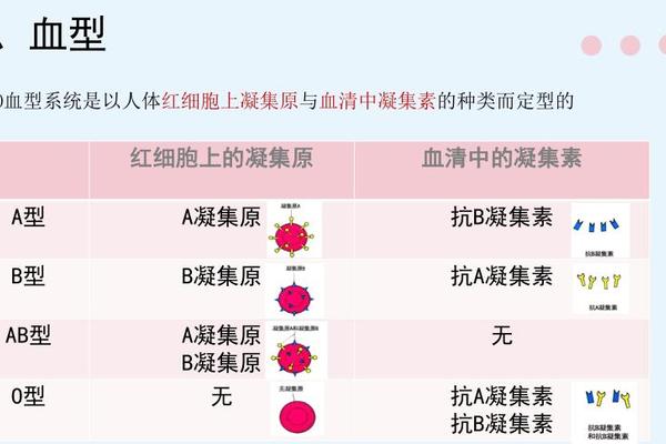 a血型与什么血型凝集;a血型与抗a凝集素反应吗
