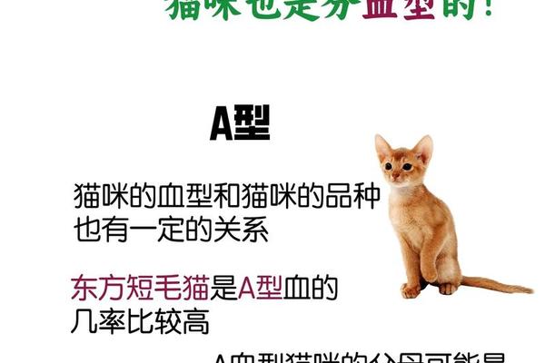 a血型和b血型哪种好 a型血为啥斗不过b型血