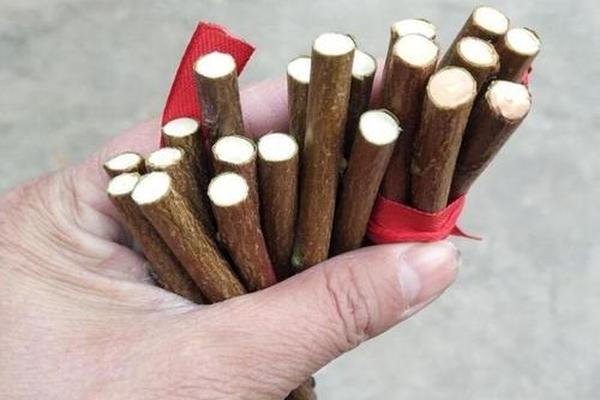 天干地支桃木_什么是桃木