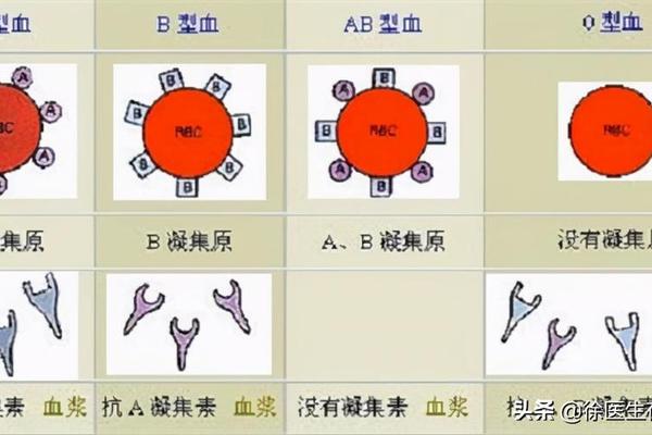o血型和a血型的关系图,o加a结合生什么血型