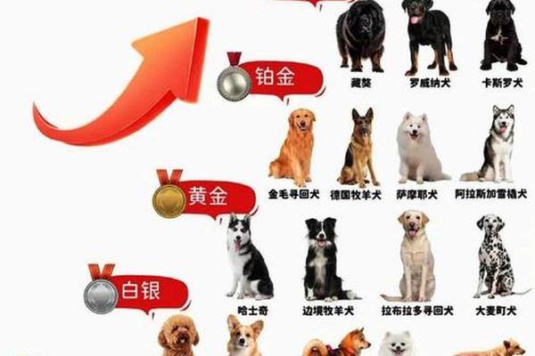 狗a阳性血型;a型阳性血是稀有血型