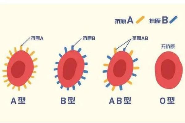 a血型存在什么抗体-ab血型的人没有抗体