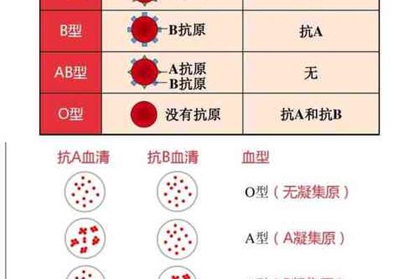 血型抗a滴度 128-正常人滴度多少算正常