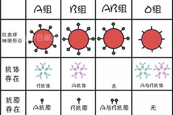 a血型中有什么抗体—ab血型人的血清有什么抗体