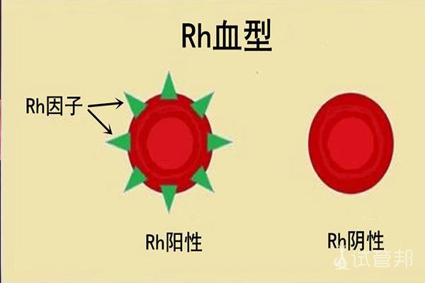 rh a 血型,rh血型熊猫血