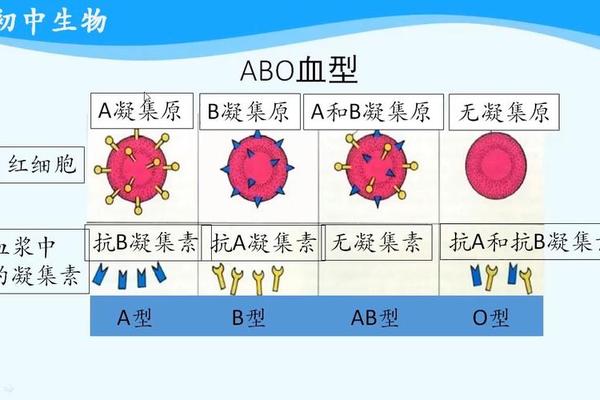 a型血型可以给什么血型输血,0型血能给哪个血型输血 a型血型可以给什么血型输血,0型血能给哪个血型输血