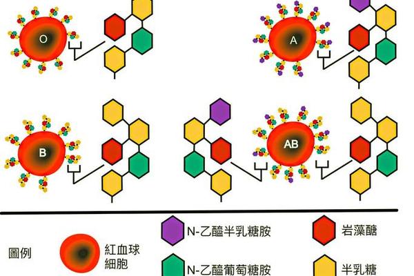 a血型的人含a凝集原;血清中只含有抗A凝集素的血型是