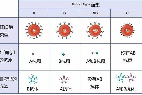 抗a抗体 a血型—有抗a抗体是什么血型