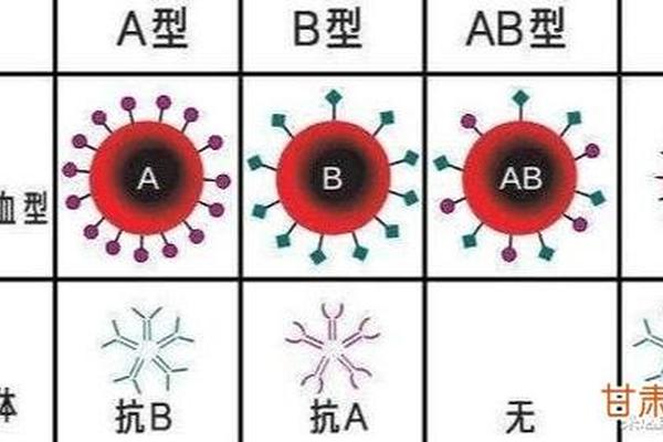 xue血型A、熊猫血是什么血型
