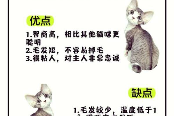 德文猫爸爸A血型;德文配种最忌三种猫