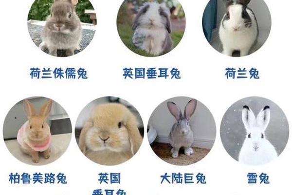 兔子血型a-兔子血的毒性有多强