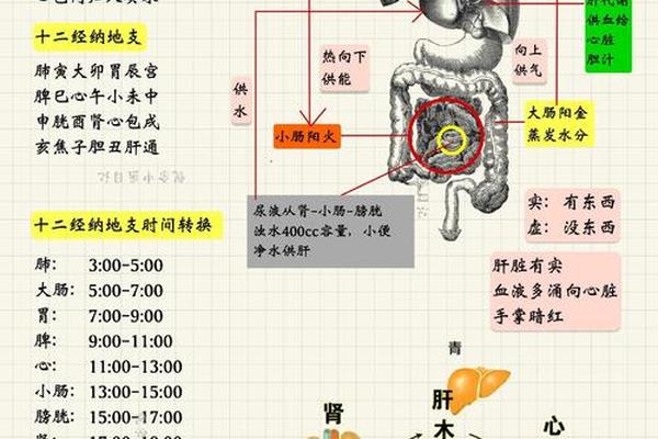 天干地支代表毛发(十二地支代表人体的部位)