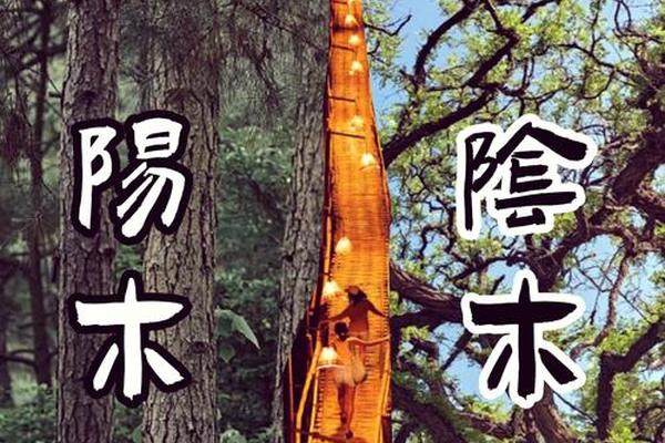 天干地支测阴阳,乙木是阴木还是阳木