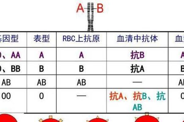 a血型自带抗体—O型血有什么抗体