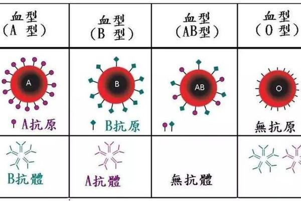 德国a血型—德国日本A型血多 德国a血型—德国日本A型血多