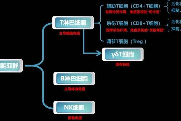 血型a亚是什么血型 输血后免疫抑制原理是什么
