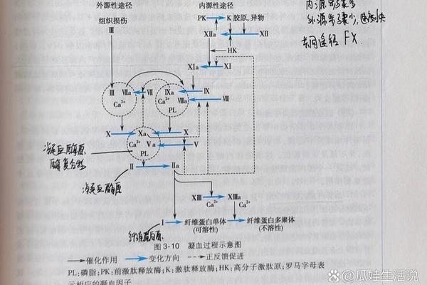 A型血凝集了是啥血型_血型凝集反应图
