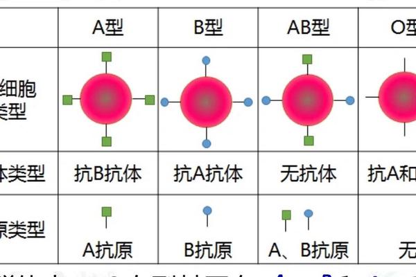 a血型与o血型互动,a血型和o血型相配吗