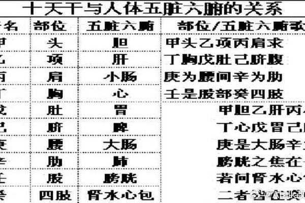 天干地支学探源、十二地支脏腑对应