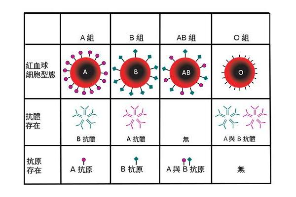 血型 b a-A血型和B血型 血型 b a-A血型和B血型