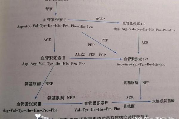 血管紧张素A血型、血管紧张素2缩写