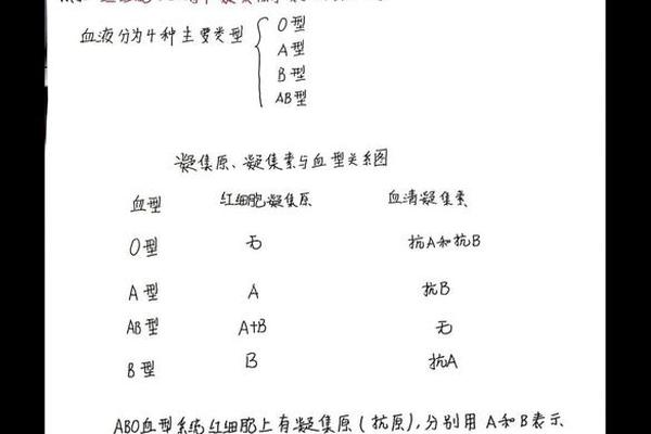 a凝结是什么血型;ab都不凝集是什么血型
