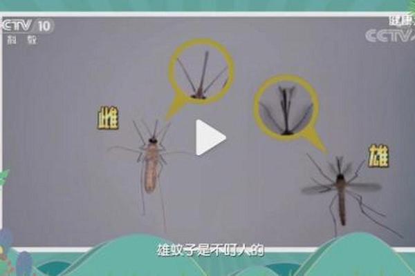 A血型的人招蚊子,有的人不招蚊子是与血型有关系