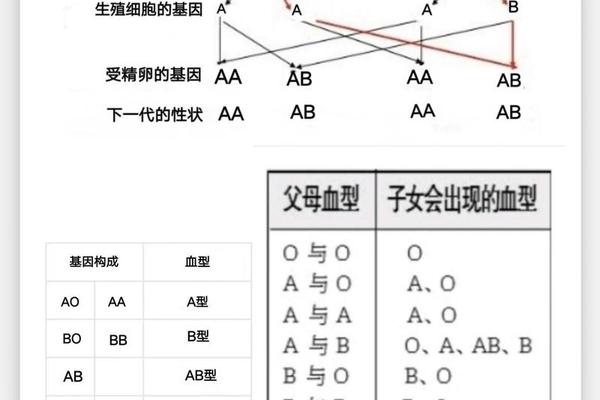 A型血RH血型_A型血和什么血型配