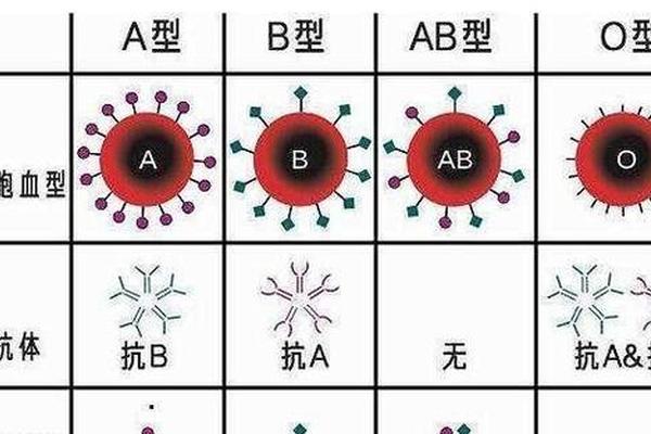 A型led血型 A型血图片