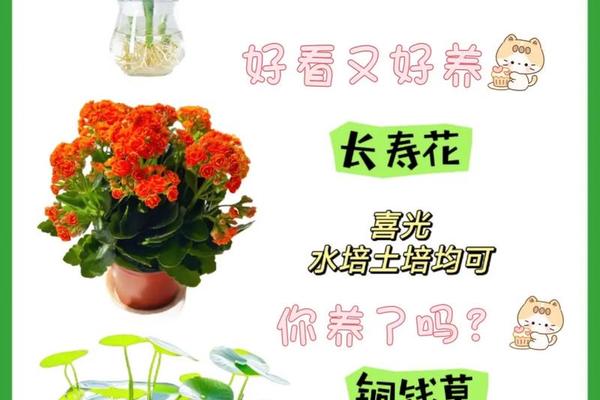 家庭养花风水学入门知识