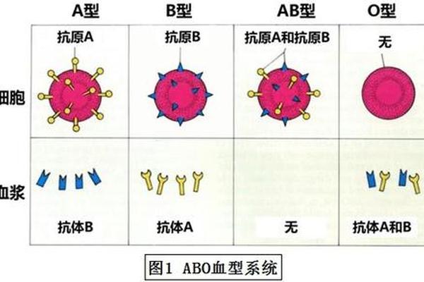 abo血型a原理、ABO血型定型