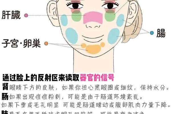 面部对应天干地支-面部对应的五脏