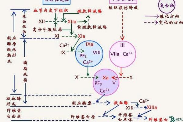 血型鉴定a凝集,abo血型凝集反应原理示意图