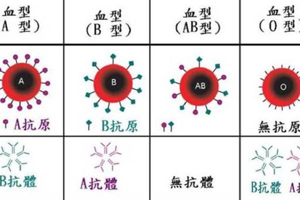 a血型和a血型的人合吗;a血型的人聪明吗