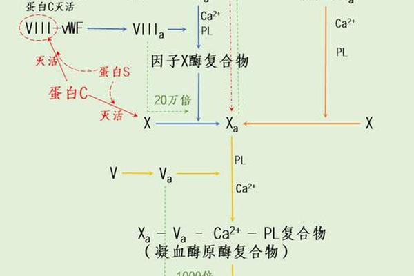 a血型凝集反应(血型鉴定凝集口诀)