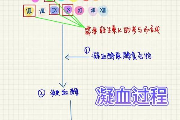 抗a血清凝集是a血型还是b血型、某人的血液与抗A凝集