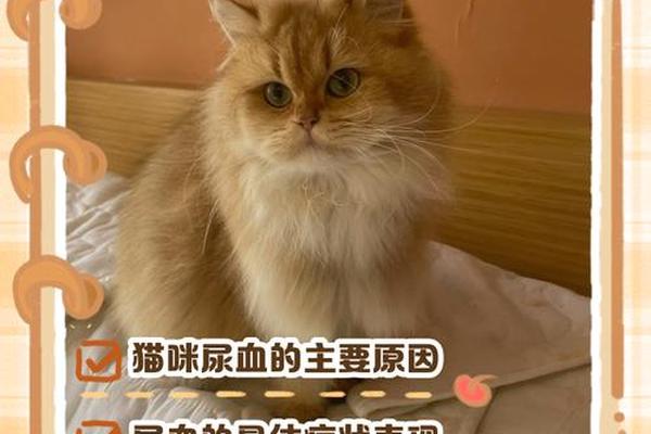 小猫血型a_ab型血为什么叫聪明血