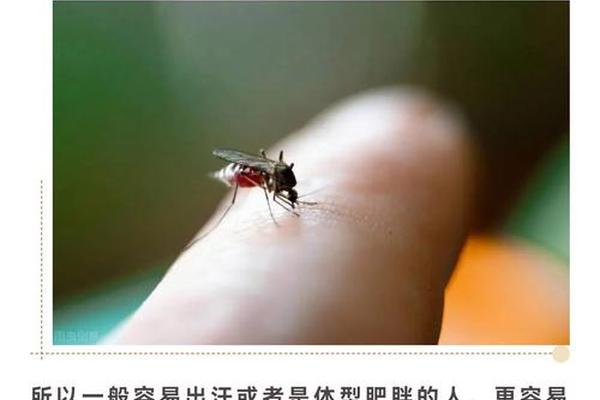 蚊子咬a血型的人_总被蚊子咬是什么血型