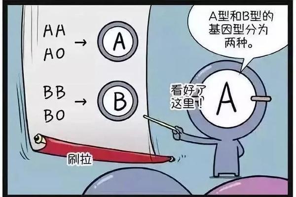 a b o血型命名-a+血型是AA还是AO