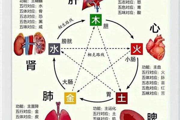 人體天干地支圖 五行身体代表的部位图