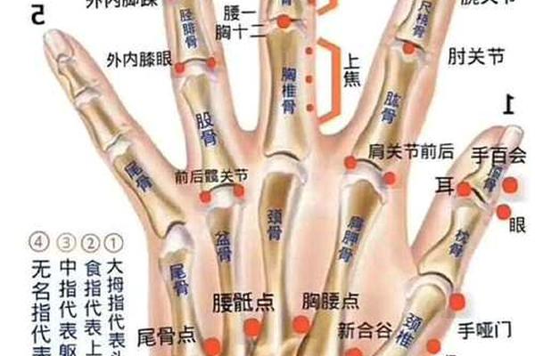 手背天干地支 手背与五脏的对应关系