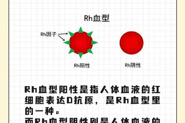 rh血型阳性血性a、rh血型阳性是正常吗