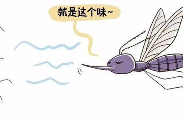 a血型喂蚊子吗-蚊子比较喜欢吸什么血型 a血型喂蚊子吗-蚊子比较喜欢吸什么血型