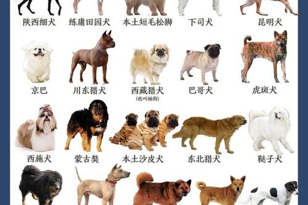 狗年 天干地支 狗对应的十二地支