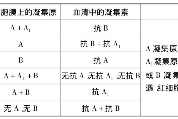 那种血型抗a抗体-ABO血型鉴定凝集反应